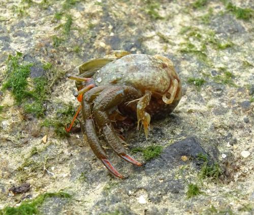 Réf. 326 922 : Clibanarius erythropus